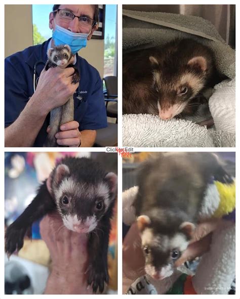 Ferret rescue az - Ferret Adoption Agencies in AZ. Hello fellow ferret enjoyers! I’m looking to adopt a ferret for the first time, although I’m struggling to find a verified seller near Scottsdale or even in Arizona as a whole. This is going to be my first time owning a ferret, and I was wondering if anyone could help me find somewhere with the proper ... 